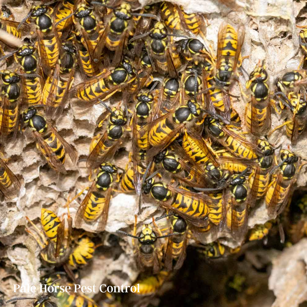 bristol wasp nest removal wasp swarm