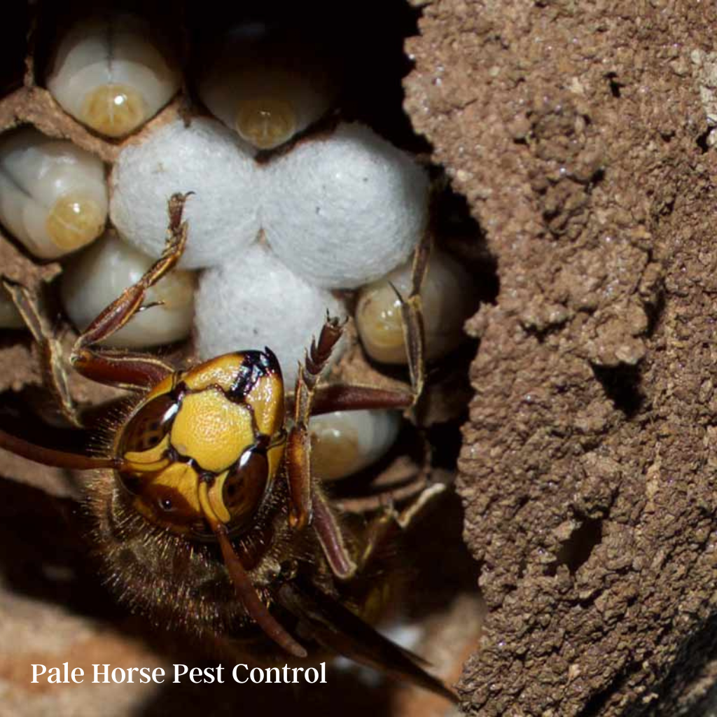 european hornets in bristol