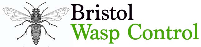 Bristol Wasp Nest Removal