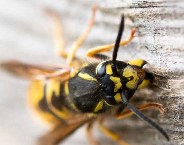 contact bristol wasp control