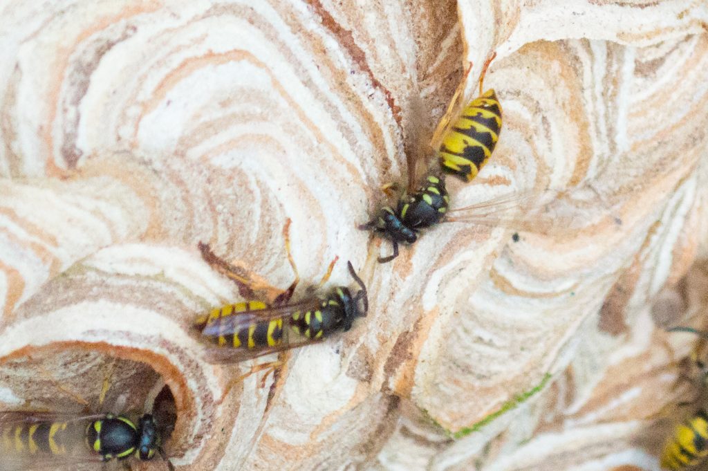 common wasp vespula vulgaris on nest in bristol