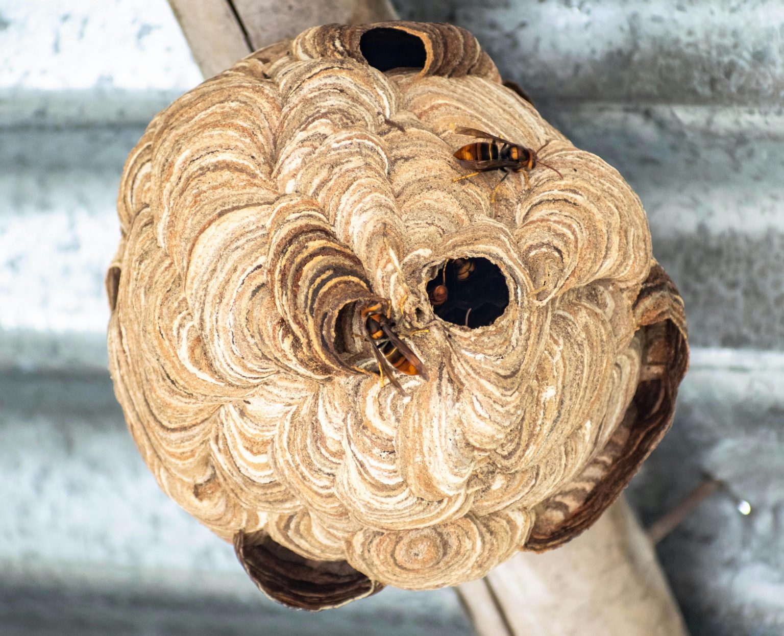 asian hornet on nest uk